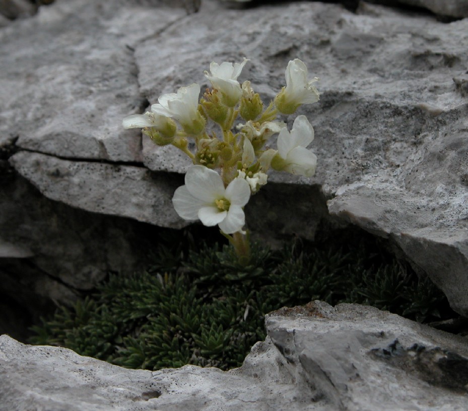 Saxifraga vandellii / Sassifraga di Vandelli